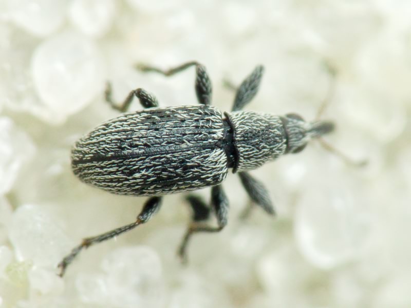 Squamapion elongatum (Germar, 1817)